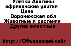 Улитки Ахатины (африканские улитки) › Цена ­ 100 - Воронежская обл. Животные и растения » Другие животные   